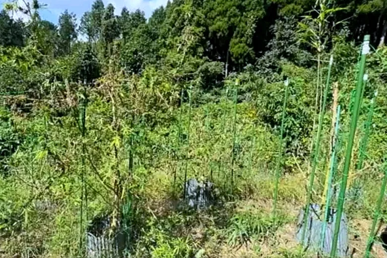 2億5千万円相当の大麻所持と営利目的栽培で自称「焼き芋屋」の男を逮捕・送検