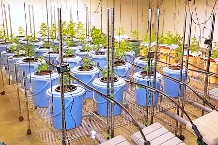 乾燥大麻2キロを営利目的所持 稲川会系「髙橋組」幹部ら3人を再逮捕・押収された大麻など