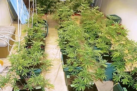 乾燥大麻2キロを営利目的所持 稲川会系「髙橋組」幹部ら3人を再逮捕・押収された大麻など