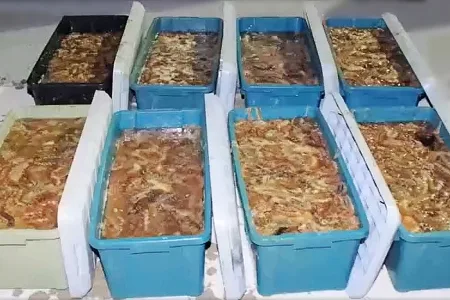 室蘭市の海域でナマコ660キロ超密漁 男10人を現行犯逮捕 主犯格の男は逃走中