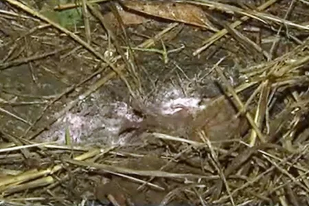 逃走車両が発見された現場